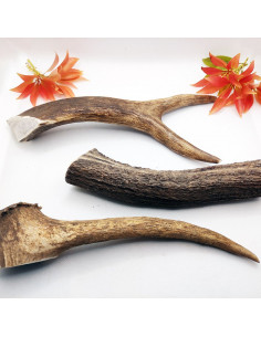 Corna di cervo misura M